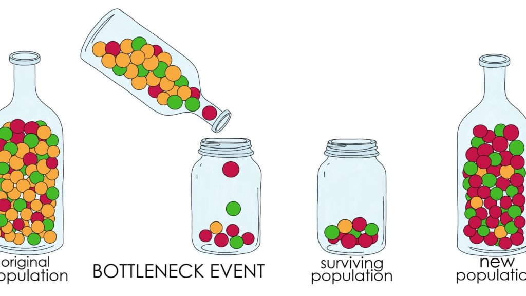 Bottleneck Effect - Image source: By Gabi Slizewska - https://www.expii.com/t/what-is-the-bottleneck-effect-definition-examples-10503