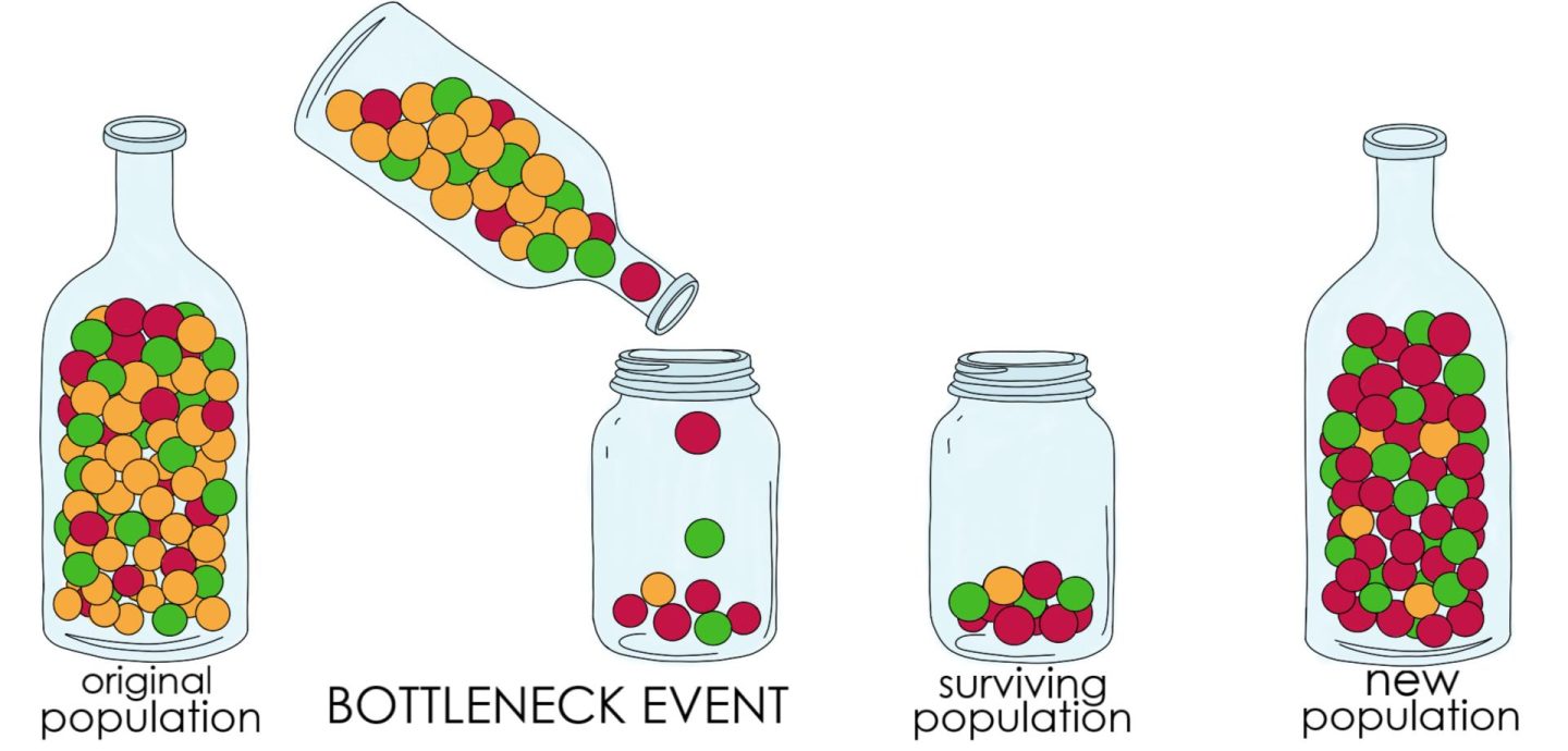 Bottleneck Effect - Image source: By Gabi Slizewska - https://www.expii.com/t/what-is-the-bottleneck-effect-definition-examples-10503