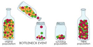Bottleneck Effect - Image source: By Gabi Slizewska - https://www.expii.com/t/what-is-the-bottleneck-effect-definition-examples-10503